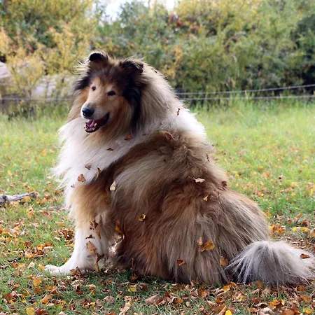 بيت للعطل Vogelsbergblick, Fernblick, Sauna, Kamin, 1700m Eingezaeunt In Alleinlage
