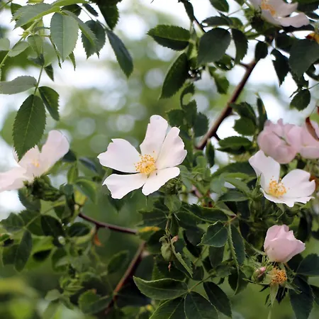 بيت للعطل Vogelsbergblick, Fernblick, Sauna, Kamin, 1700m Eingezaeunt In Alleinlage شوتن