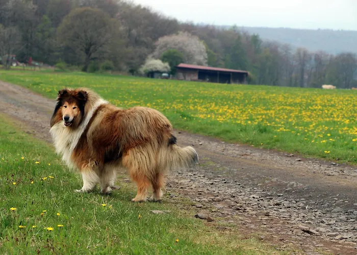 Prázdninový dům Vogelsbergblick, Fernblick, Sauna, Kamin, 1700m Eingezaeunt In Alleinlage *