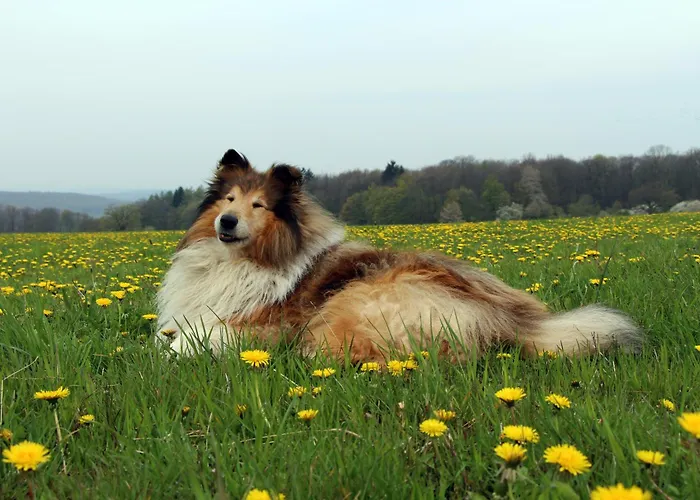 Vogelsbergblick, Fernblick, Sauna, Kamin, 1700m Eingezaeunt In Alleinlage