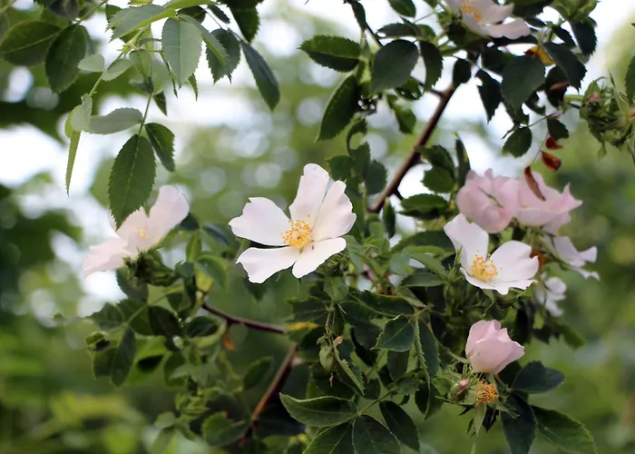 Prázdninový dům Vogelsbergblick, Fernblick, Sauna, Kamin, 1700m Eingezaeunt In Alleinlage Schotten